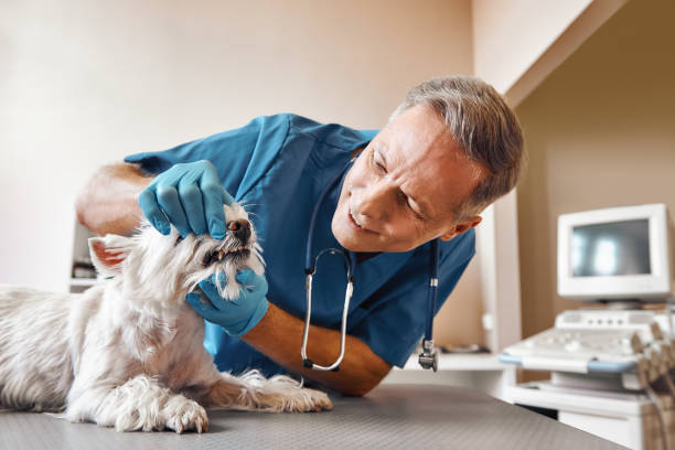 Best Cracked Tooth Emergency Dentist  in Jamestown West, NY